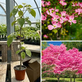 Pink Dogwood Tree Live Plant for Planting, 8-14 Inch Height, Quart Pot Size, Dogwood Live Plant Dogwood Bush Shrub, Dogwood Plant Live, Dogwood Flowers