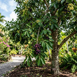 Black Plum Live Plant, Plum Tree, 4-7 Inches Tall in 4 Inch Pot, Black Fruit for Tropical Gardens