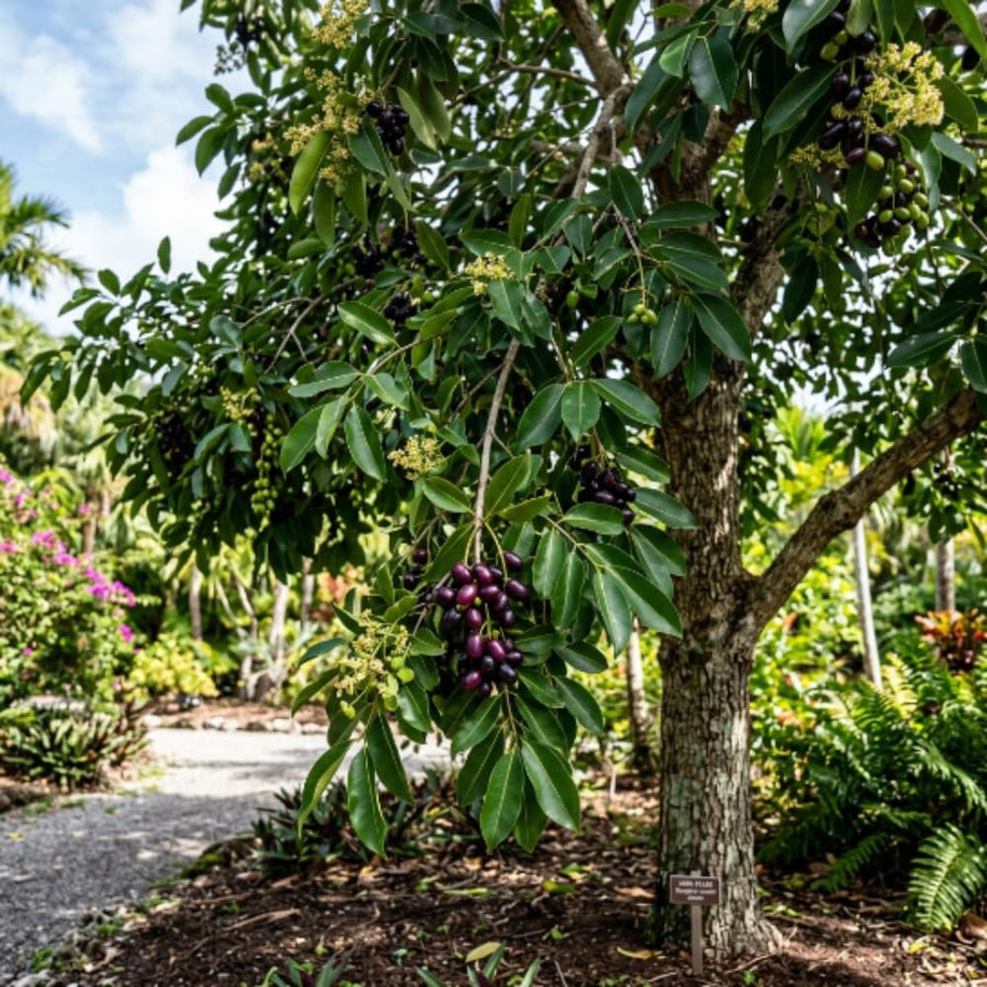 Black Plum Live Plant, Plum Tree, 4-7 Inches Tall in 4 Inch Pot, Black Fruit for Tropical Gardens
