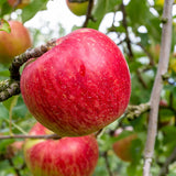River Apple Tree Live Plant, Apple Plants Live for Planting 2 to 3 Feet Tall, Live Apple Tree Plant Live, Apple Fruit Tree, Bareroots