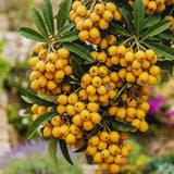 Golden Loquat Tree Live Plant, 10 to 14 Inc, Loquat Plant Live for Growing Outdoor Indoor, Half Gallon Pot