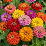 Set 250 Mix Zinnia Seeds for Planting, Heirloom Flower Seeds, Vibrant Zinnia Flowers for Indoor Outdoor Garden