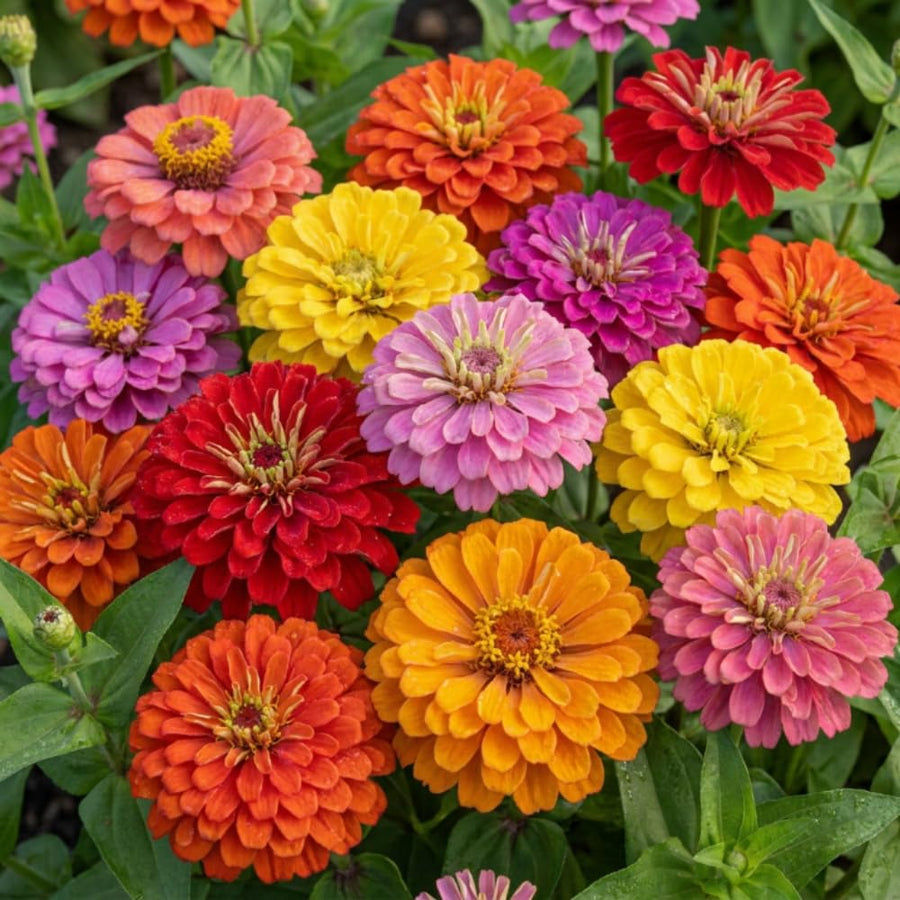 Set 250 Mix Zinnia Seeds for Planting, Heirloom Flower Seeds, Vibrant Zinnia Flowers for Indoor Outdoor Garden