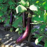 Eggplant Plants in 4 Inch Pot, 5-8" Purple Eggplant Live for Planting, Vegetable Seedlings for Garden Outdoor