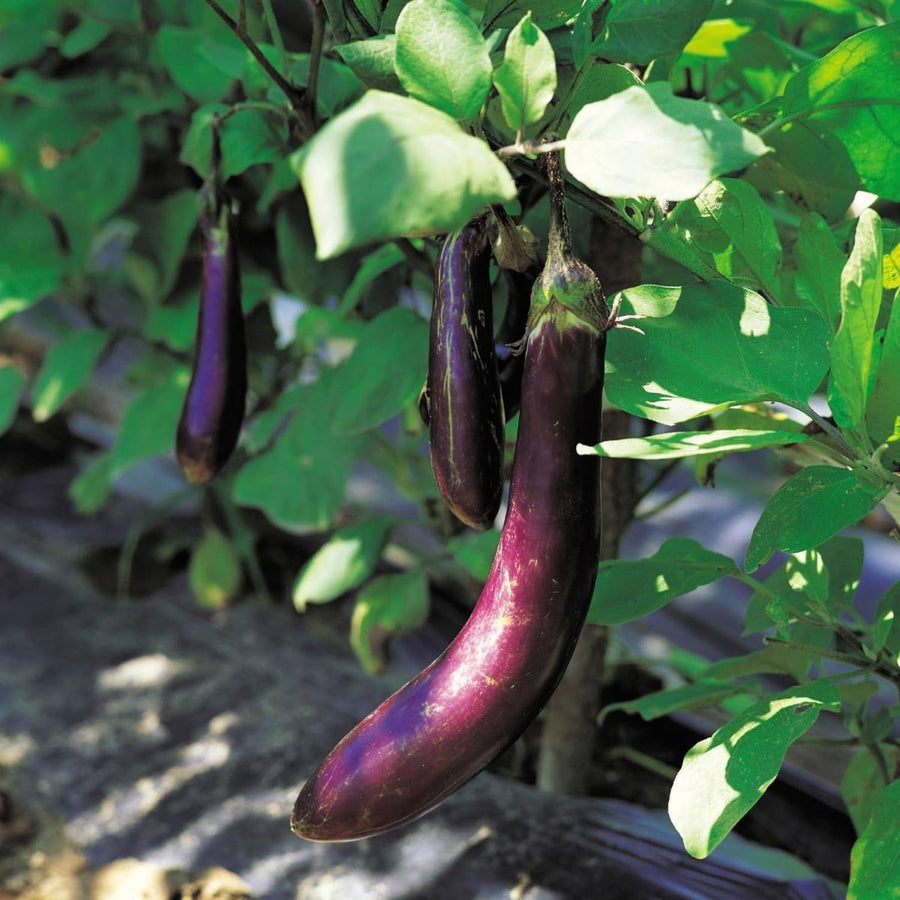 Eggplant Plants in 4 Inch Pot, 5-8" Purple Eggplant Live for Planting, Vegetable Seedlings for Garden Outdoor