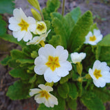 Set 2 White Primrose Plants Live, Hardy Primrose Flower Live Plant from 5'' Long