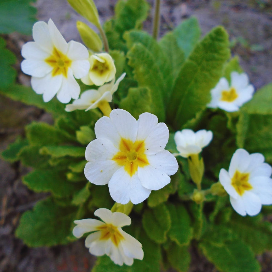 Set 2 White Primrose Plants Live, Hardy Primrose Flower Live Plant from 5'' Long