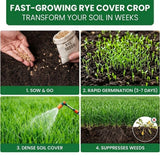 3 Pound Rye Cover Crop Seeds, Winter Rye Seeds for Garden Ground Cover and Seasonal Growing
