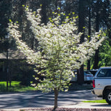 White Kousa Dogwood Tree Live Plant 1 Year Old in Quart Pot, 6-12" in Tall, Dormant in Winter, Spring Blooms
