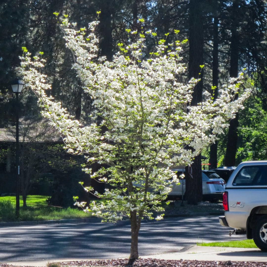 White Kousa Dogwood Tree Live Plant 1 Year Old in Quart Pot, 6-12" in Tall, Dormant in Winter, Spring Blooms