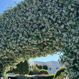 Set 2 Star Jasmine Plants Live, Jasmine Starter Plugs 3-5 Inches, Fragrant Jasmines Trailing Vine for Garden or Container