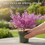Eastern Redbud Live Plant in Quart Pot, Pink Purple Flowering Tree, Ornamental Redbud Tree for Outdoor Garden