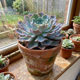 Blue Echeveria Live Plant, Echeveria Succulent Plant in 4 Inch Pot, Easy Care Succulent for Indoor Outdoor Houseplant