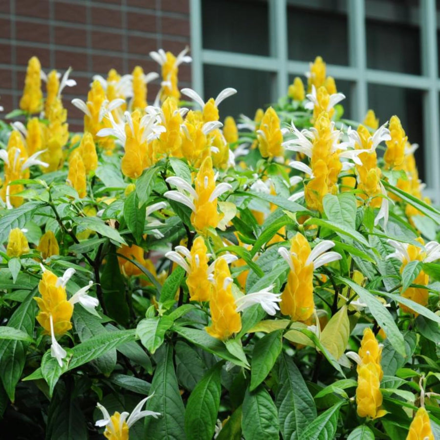 2 Golden Shrimp Plants Live, No Pot, Live Shrimp Plants, 3 to 5 Inc Tall, Shrimp Plant Pot, Shrimp Live Plants for Garden Planting