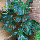 Monstera Deliciosa Live Plant Potted, Split Leaf Swiss Cheese Tropical Plants Houseplant Decor, Come in 4" Pot