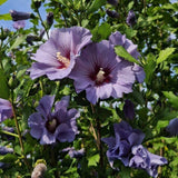 Purple Althea Plant Live, 6-10" Tall, Quart Pot, Rose of Sharon Flowering Shrub Plant, Hardy Garden Plants, Outdoor Landscape Plants