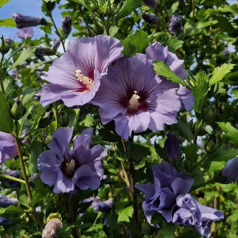 Purple Althea Plant Live, 6-10" Tall, Quart Pot, Rose of Sharon Flowering Shrub Plant, Hardy Garden Plants, Outdoor Landscape Plants