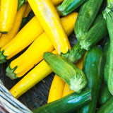 2 Green Squash Zucchini Plant Live, Squash Zucchini Plant, Vegetable Seedling, 3-5 Inches Tall for Outdoor Growing