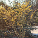 Live Witchhazel Tree Plant 12-16 Inch Tall for Yard and Outdoor Planting, Yellow Witch Hazel Plant, Bareroot Plant