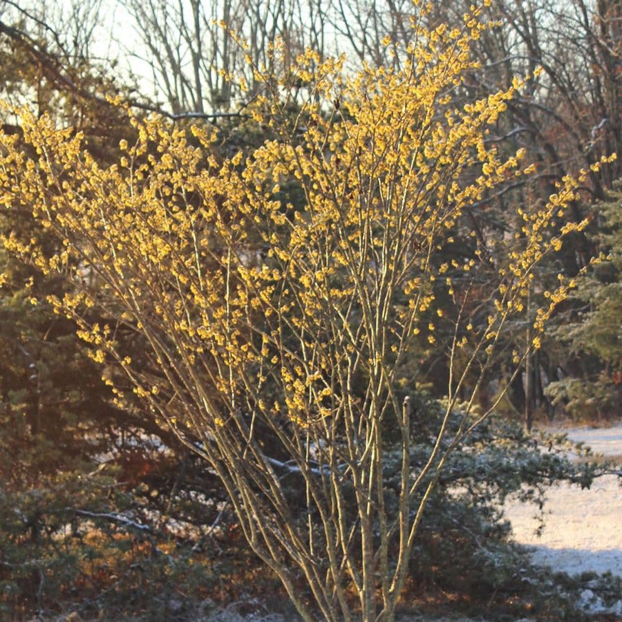 Live Witchhazel Tree Plant 12-16 Inch Tall for Yard and Outdoor Planting, Yellow Witch Hazel Plant, Bareroot Plant
