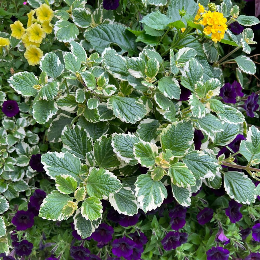 2 Variegated Swedish Ivy Live Plants, 2" Pot Indoor Trailing Swedish Ivy Houseplant Home Garden