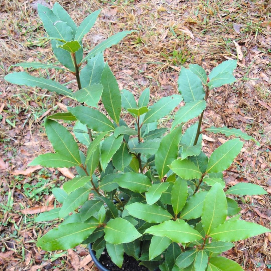 Bay Leaf Tree Live Plant in 4" Pot, Sweet Bay Laurel, Well-Rooted, 6-10" Tall, Laurus Nobilis Plant for Outdoor Indoor Planting Herb