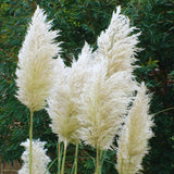 2 White Pampas Grass Plants Live from 4 Inches Long, Live Pampas Grass Ornamental Grass Live Plant Gardening, White Grass Tree Live Plant