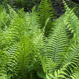 5 Lady Fern Rhizomes Plant, Fern Roots for Planting, Hardy Perennial Shade Garden Flowers