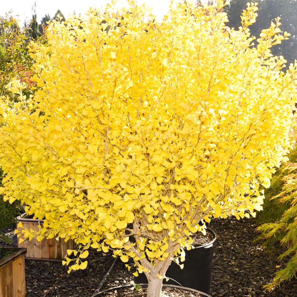 Ginkgo Tree Live Plant, 8 Inches Tall in 4 Inch Pot, Hardy Ornamental Tree for Outdoor Planting
