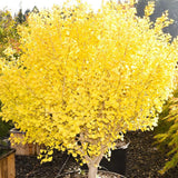 Live Ginkgo Tree, in 4” Pot, Ginkgo Plant Live, 6-12” Tall, Shade Tree for Garden or Container