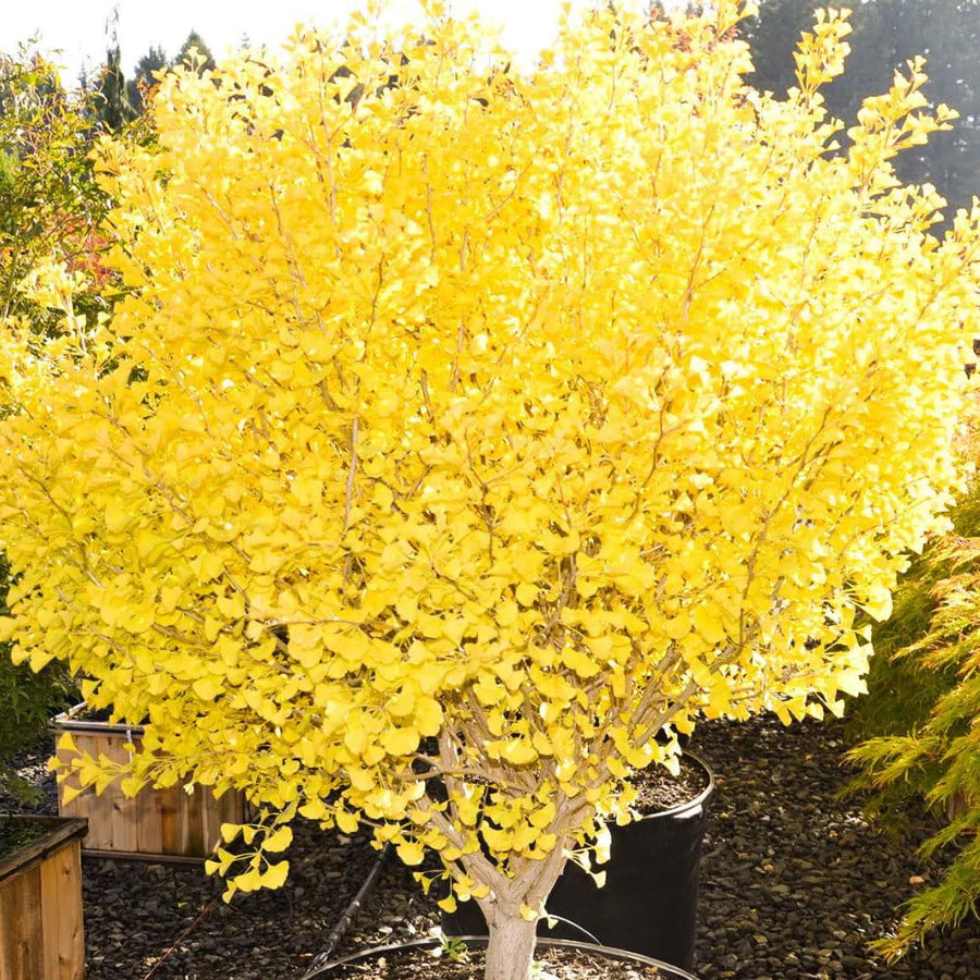 Live Ginkgo Tree, in 4” Pot, Ginkgo Plant Live, 6-12” Tall, Shade Tree for Garden or Container