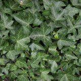 Green English Ivy Live Plant, Hardy Ivy Plants in 4 Inch Pot, Outdoor Indoor Garden