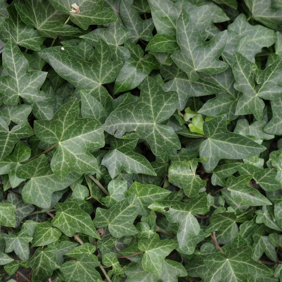 Green English Ivy Live Plant, Hardy Ivy Plants in 4 Inch Pot, Outdoor Indoor Garden