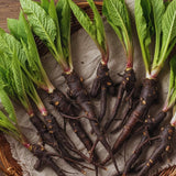 9 Comfrey Roots Plants Live, Comfrey Rhizomes Root Cuttings for Planting, Herb Plant Garden, 1 to 2 Inc in Height