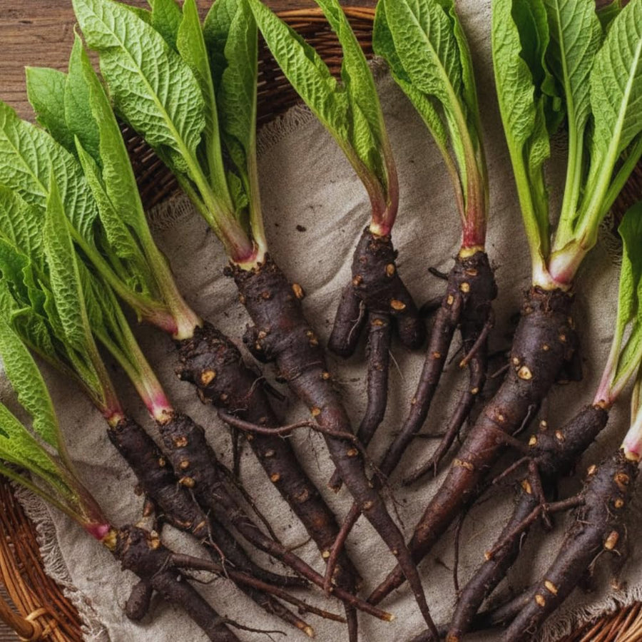 9 Comfrey Roots Plants Live, Comfrey Rhizomes Root Cuttings for Planting, Herb Plant Garden, 1 to 2 Inc in Height