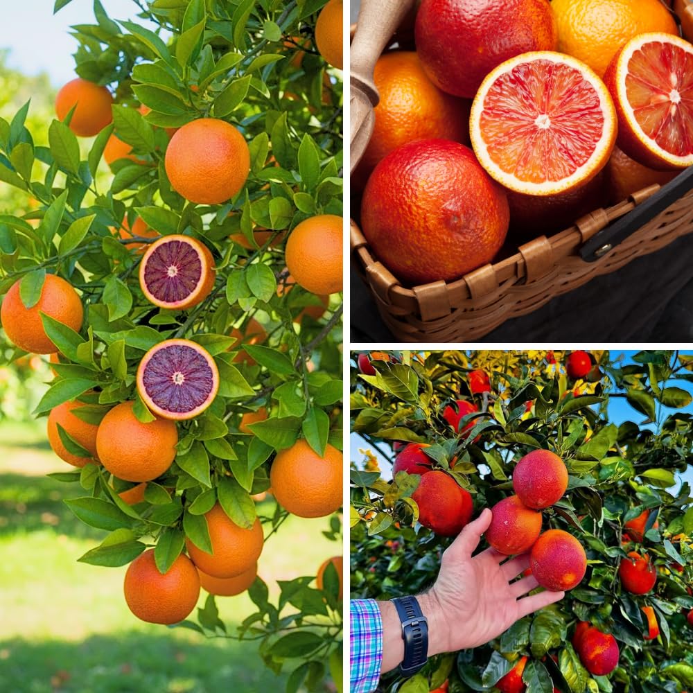 Blood Orange Citrus Plant Live, Blood Orange Plant Live, Grafted Citrus Tree, Fruit Tree, 2 to 3 Feet Tall for Outdoor Gardening