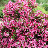 Pink Weigela Plant in Quart Pot, Weigela Live Plant, Live Shrub for Outdoor Garden, Spring Blooming Flower Bush