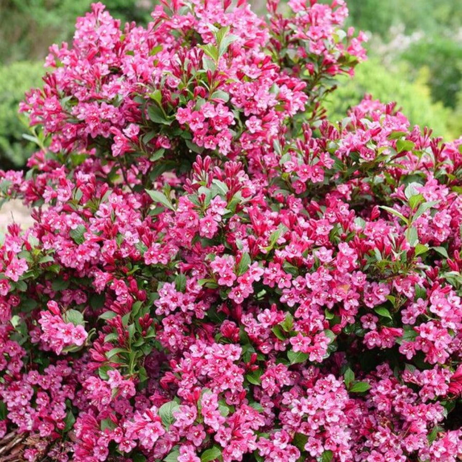 Pink Weigela Plant in Quart Pot, Weigela Live Plant, Live Shrub for Outdoor Garden, Spring Blooming Flower Bush