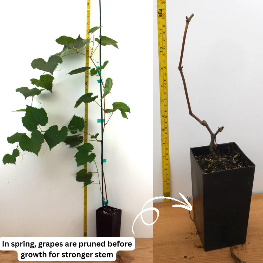 Red Grape Vine Plant Live for Planting, Bunch Grape Plant Live Grape Tree 1 to 2 Years Old, Grape Fruit Tree