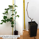 Red Grape Vine Plant Live for Planting 1 to 2 Years Old, Bunch Grape Plant Live Grape Tree, Grape Fruit Tree for Planting