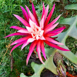 Fishbone Cactus Live Plant 2″ Pot, Indoor Succulent for Planting, Easy Care, Zones 10–11