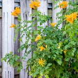 Yellow Honeysuckle Plant, Live Honeysucke Vine, 5-10 Inc Tall, Yellow Honeysuckle for Planting, Climbing Honeysuckle Bush Shrubs, Fragrant, No Pot