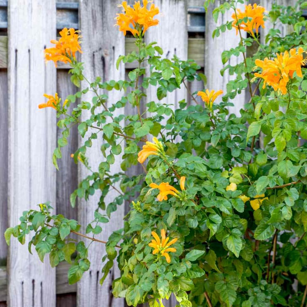 Yellow Honeysuckle Plant, Live Honeysucke Vine, 5-10 Inc Tall, Yellow Honeysuckle for Planting, Climbing Honeysuckle Bush Shrubs, Fragrant, No Pot