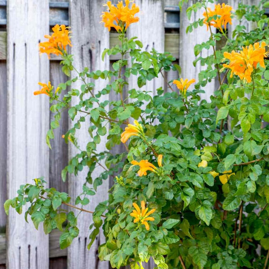 Yellow Honeysuckle Plant, Live Honeysucke Vine, 5-10 Inc Tall, Yellow Honeysuckle for Planting, Climbing Honeysuckle Bush Shrubs, Fragrant, No Pot