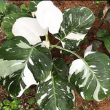 White Variegated Philodendron Live Plants, Unique Foliage Philodendron Plants, Rare Tropical Houseplant, No Pot, 4-8'' Tall