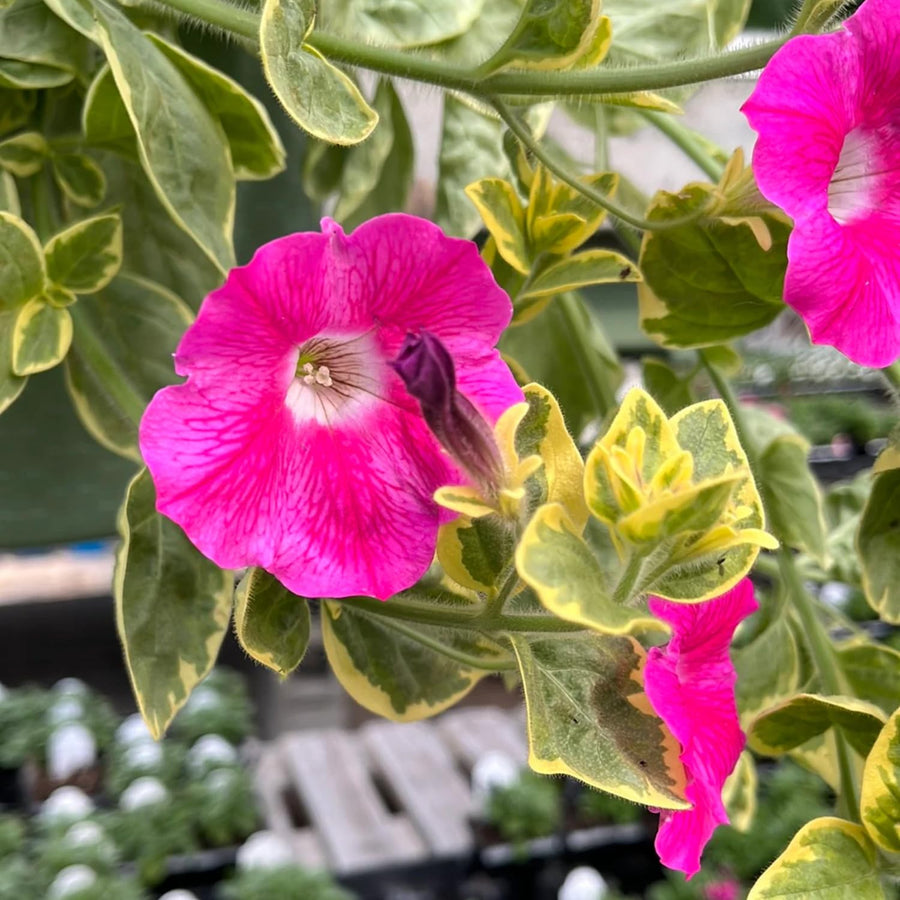 2 Petunia Live Plants, Variegated Pink Lemonade Petunia Flowers, Live Petunias Plants Outdoor Indoor, 5-9 Inch Tall
