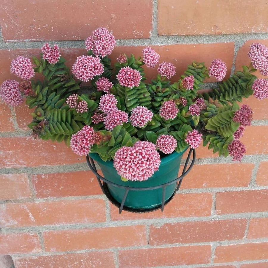 Spring Crassula Live Succulent Plant 2 Inch Pot, Spring Crassula Plant, Live Succulent Cactus Plants