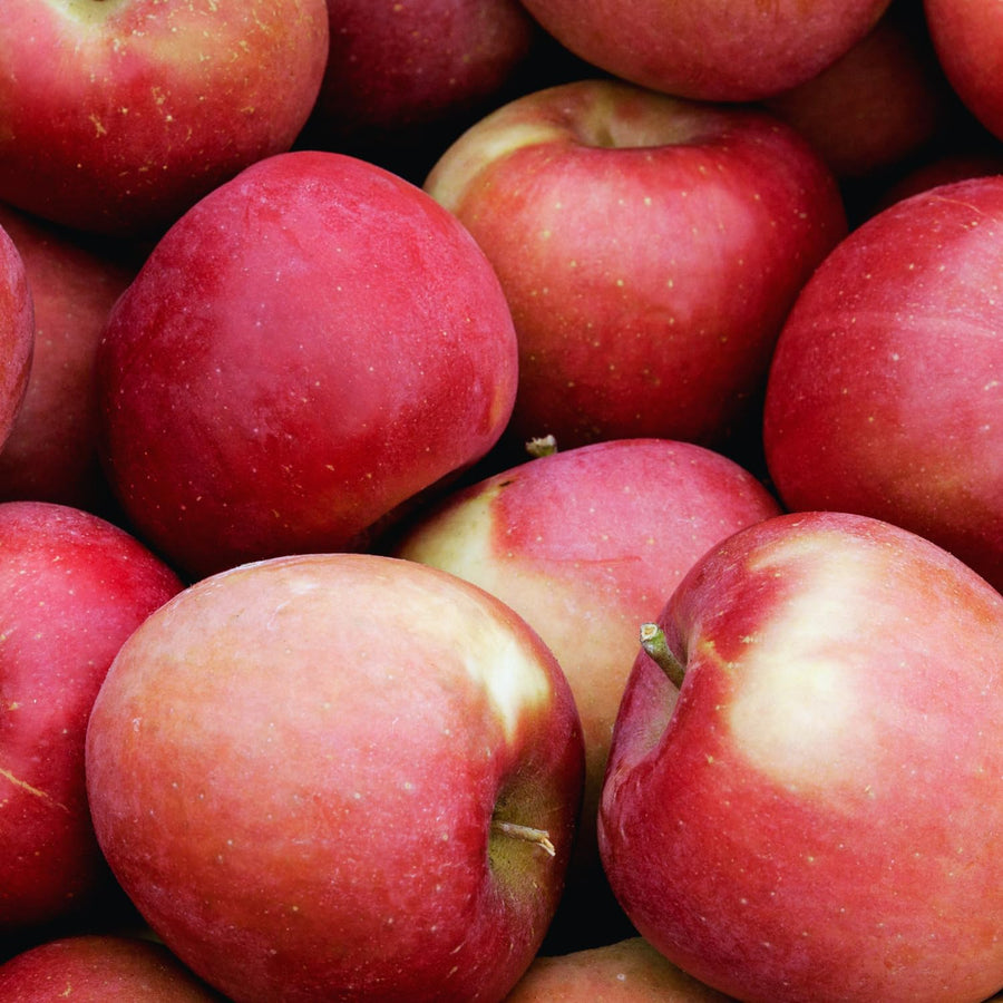 Apple Plant Live, Apple Tree Live Plant Bare Roots, 2 to 3 Feet Tall, Sweet Fruit for Backyard Orchard