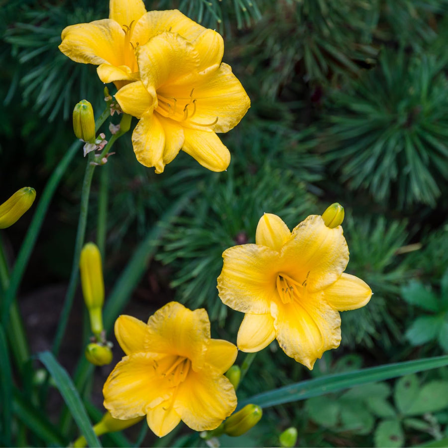 Yellow Daylily Roots, Live Reblooming Daylily Bare Root, Hardy Perennial Flower - 5 Roots for Planting Outdoor Garden Landscape