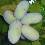 Pawpaw Tree Live Plant, Paw Paw Plant, 6 to 12 Inc, Cold Hardy Fruit Tree Home Orchards, Quart Pot